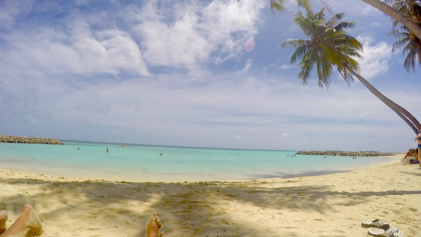 Palmera en una playa de Las Maldivas