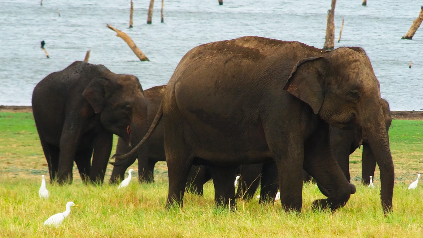 Dambulla_