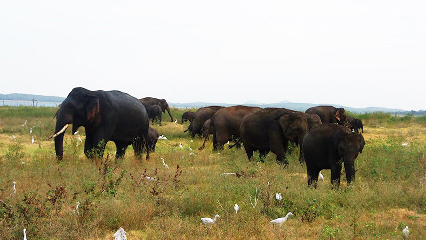 Kaudulla Park