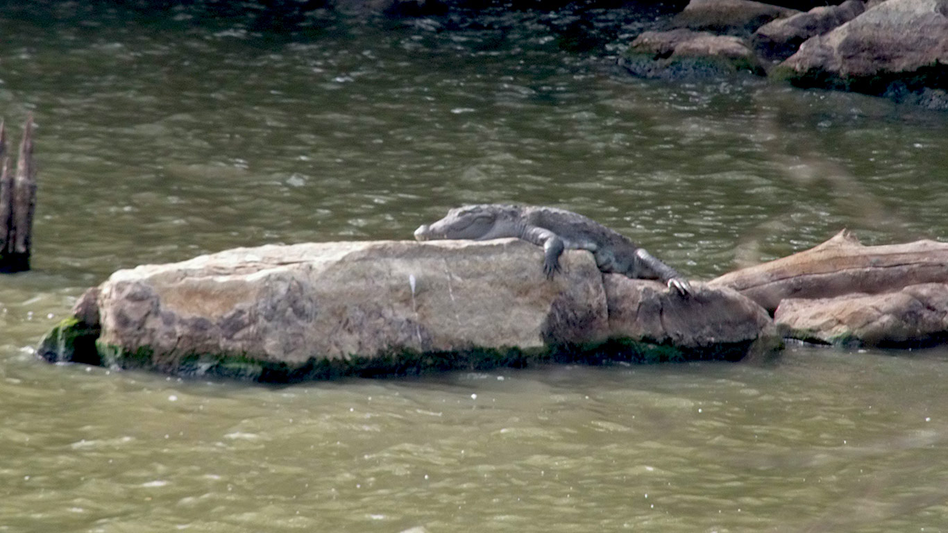 Gran diversidad de fauna en el parque
