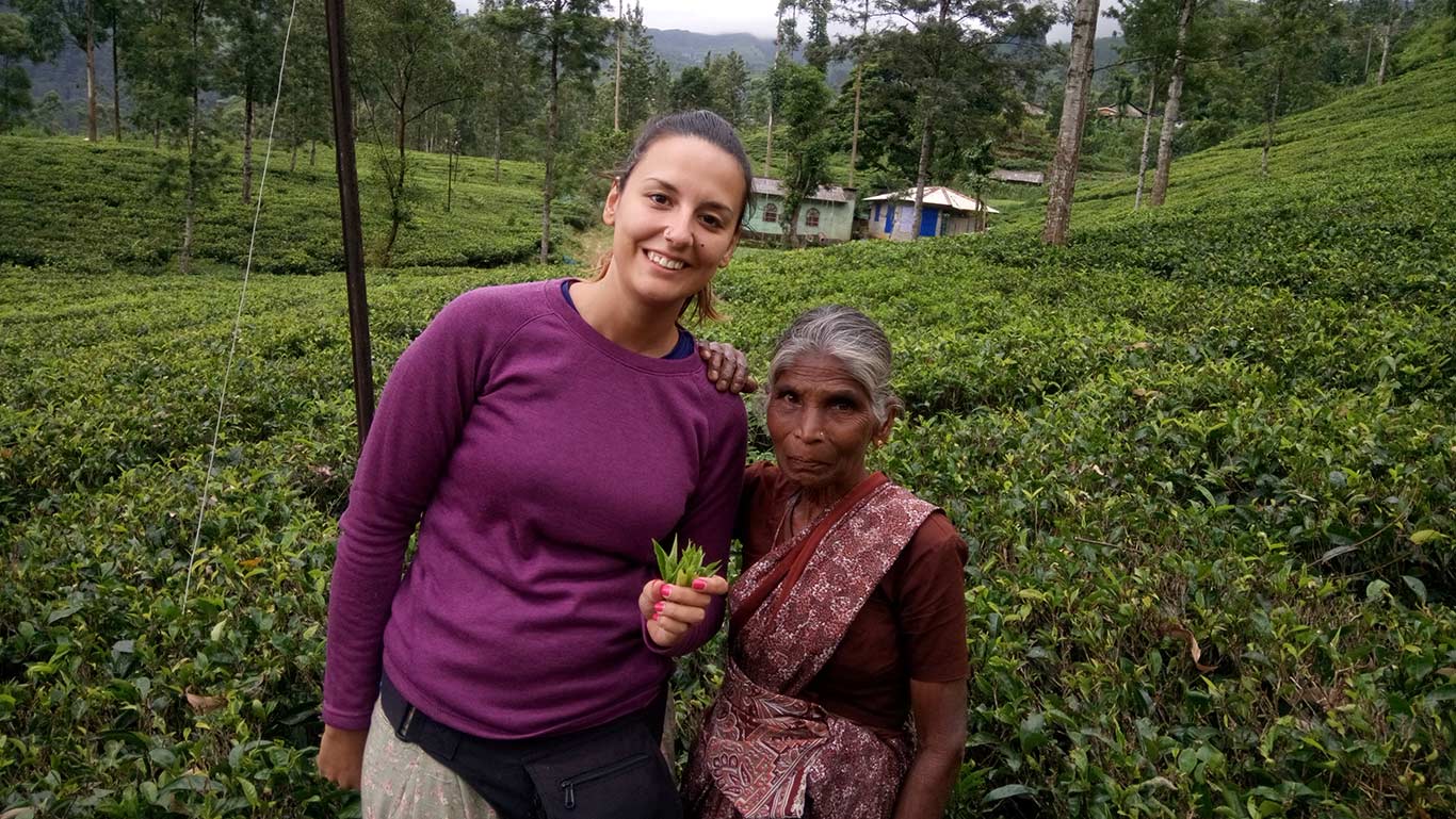 Plantaciones de té Bluefield en Newara Eliya
