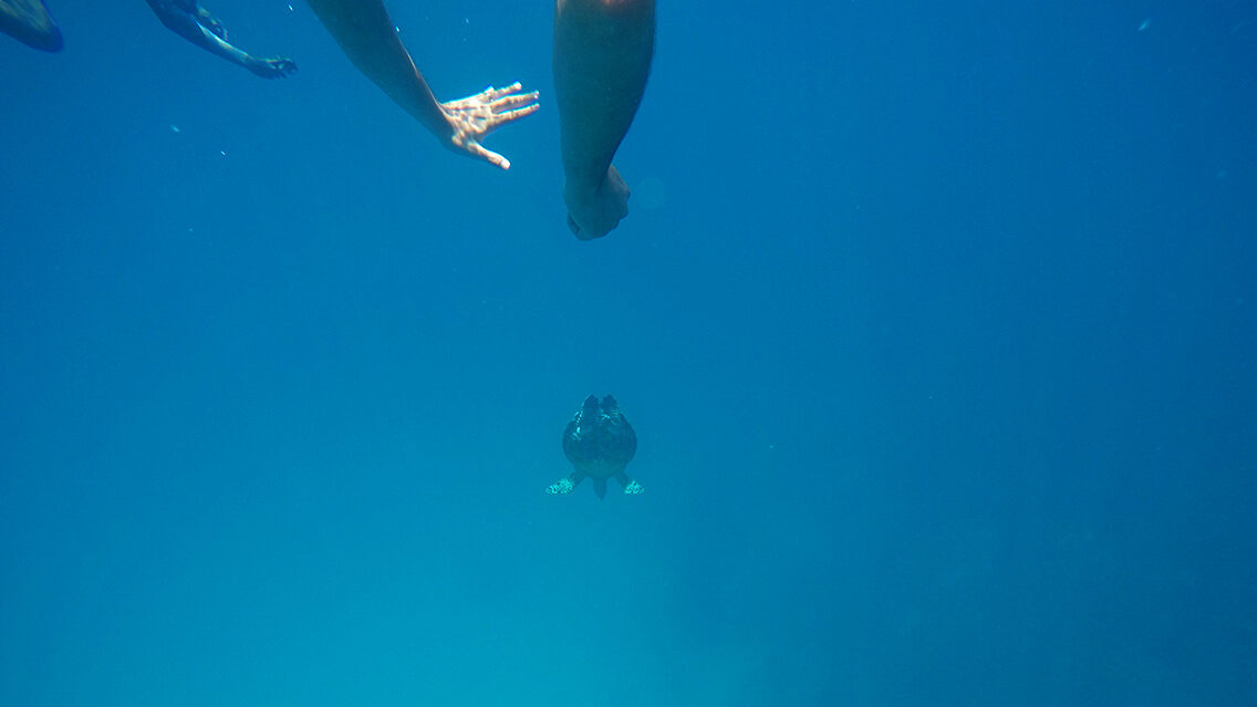 Inmersión con una tortuga