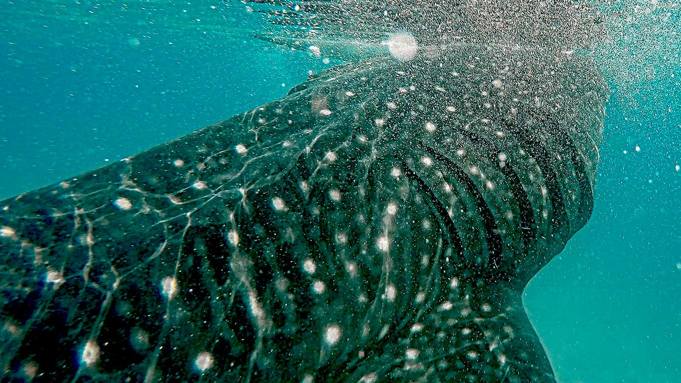 Excursión a ver un tiburón Ballena​