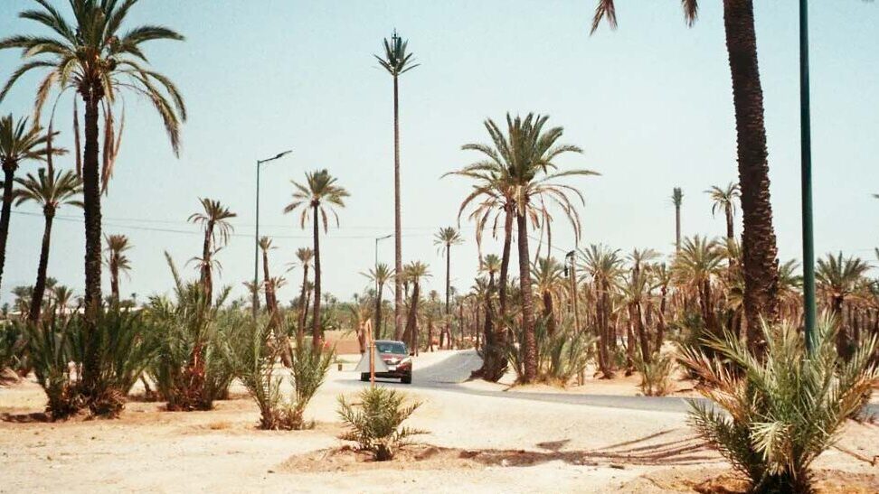 El Palmeral 