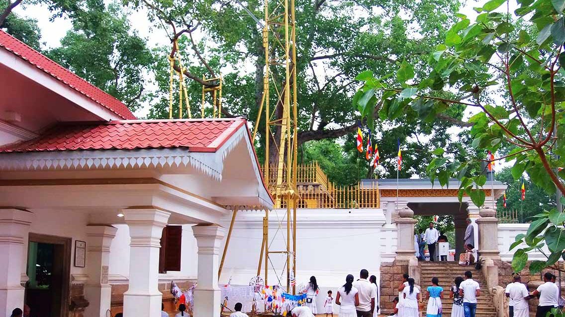 Bodhi Tree, un árbol milenario