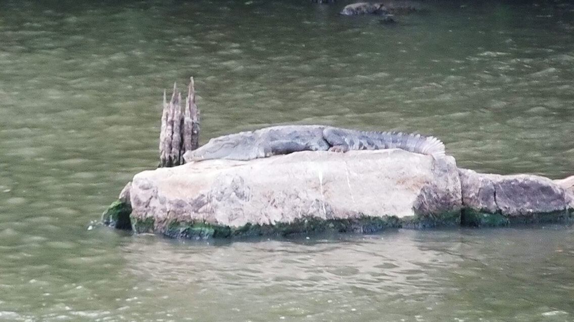 Gran diversidad de fauna en el parque