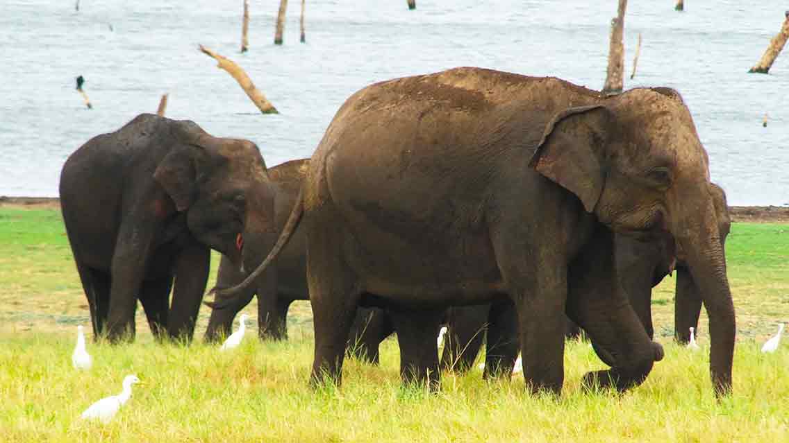 Sri Lanka