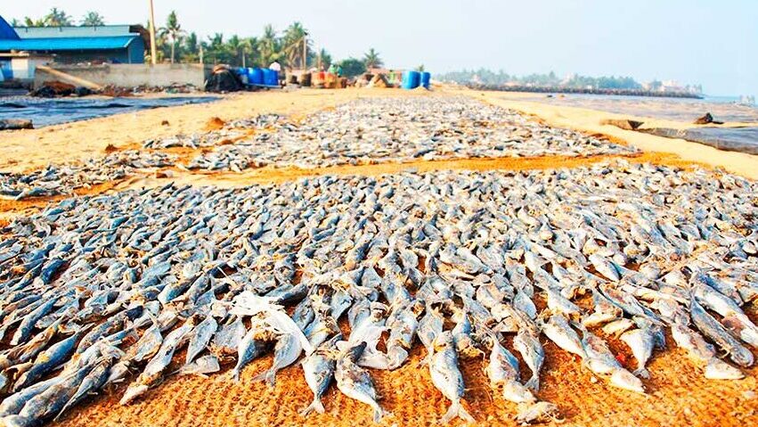 Mercado de Pescado