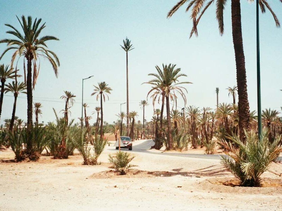 El Palmeral ​