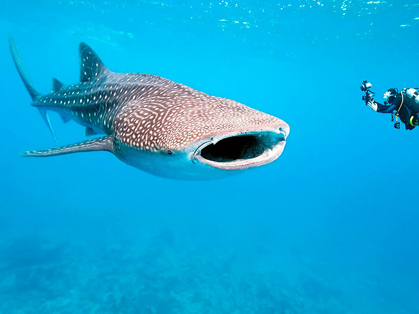 Excursión a ver un tiburón Ballena​