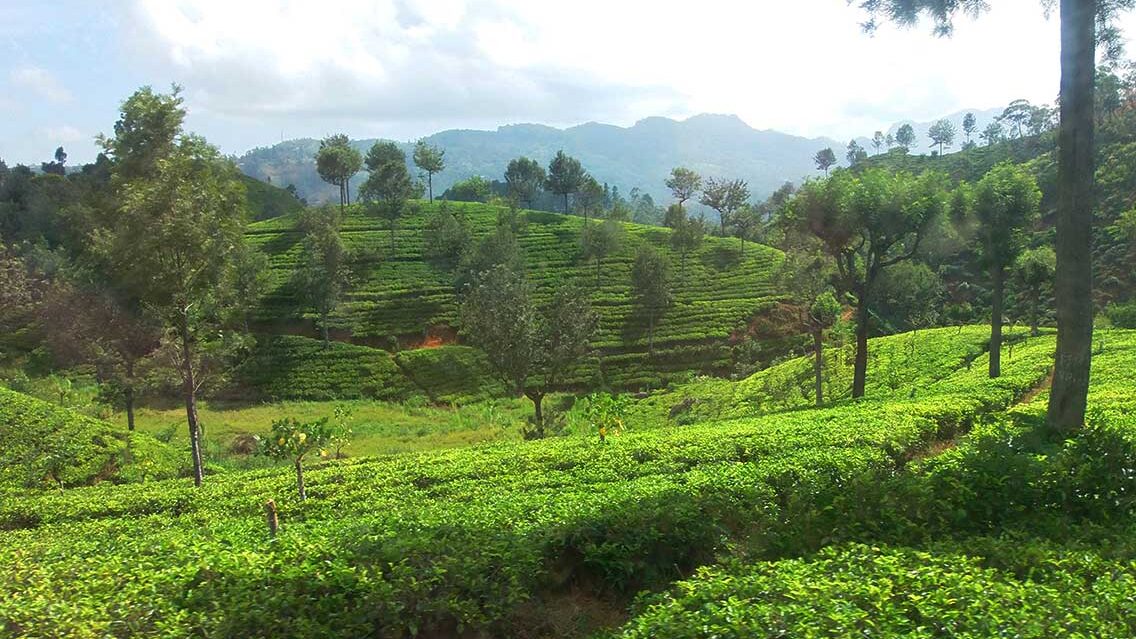 Tren panorámico de Kandy a Ella