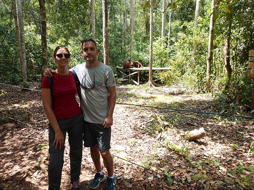 Los orangutanes en libertad en el campamento