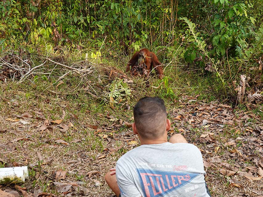 Viendo los orangutanes en los campamentos