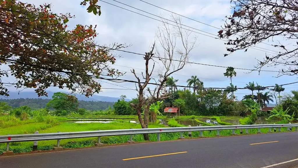 Carretera flanqueada por arrozales verdes en Bali.