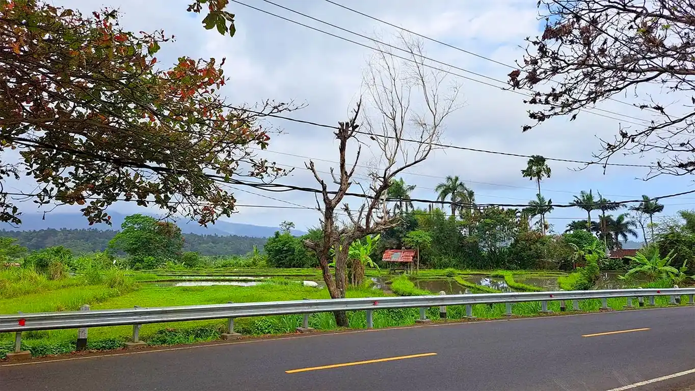 Carretera flanqueada por arrozales verdes en Bali.