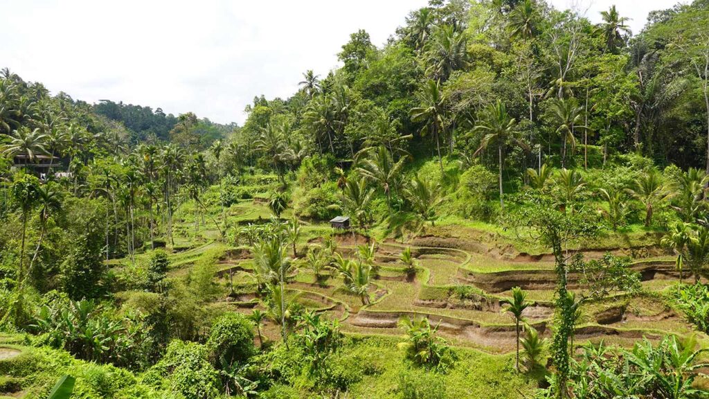 Panorámica de las terrazas de arroz de Tegalalang declaradas por la UNESCO.