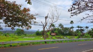 Lee más sobre el artículo Cómo llegar y moverse por Bali