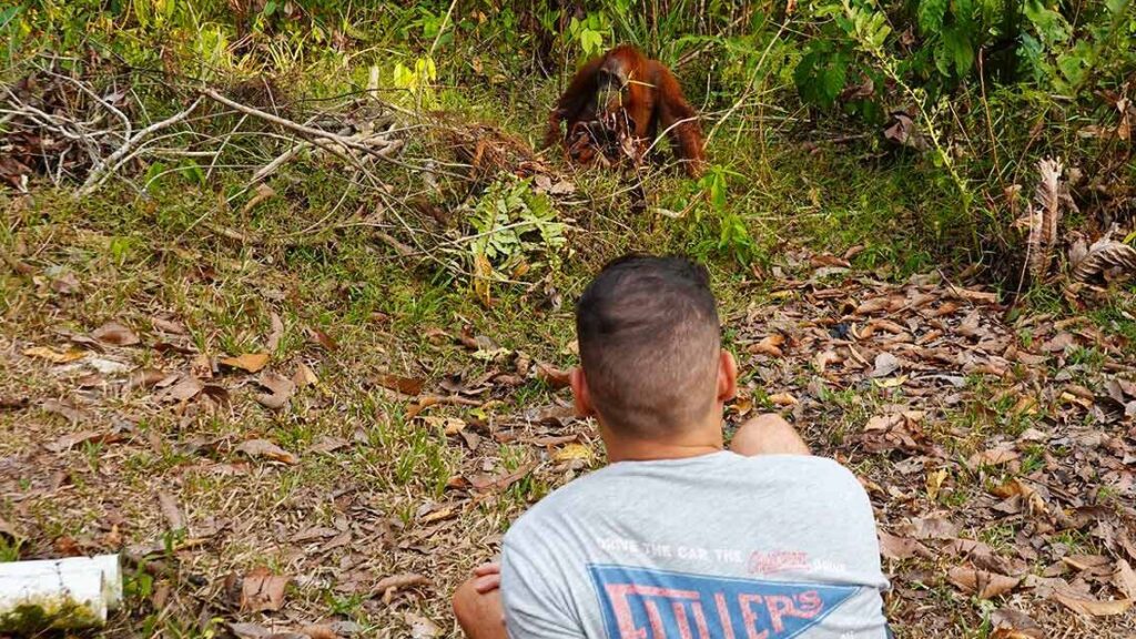 Joan y orangután Borneo.