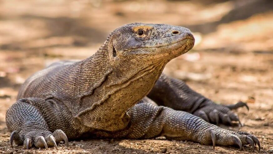 Isla de Komodo