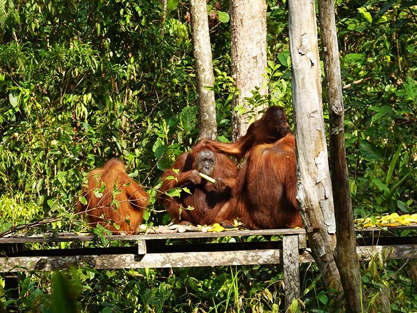 Excursión a Borneo a ver orangutanes