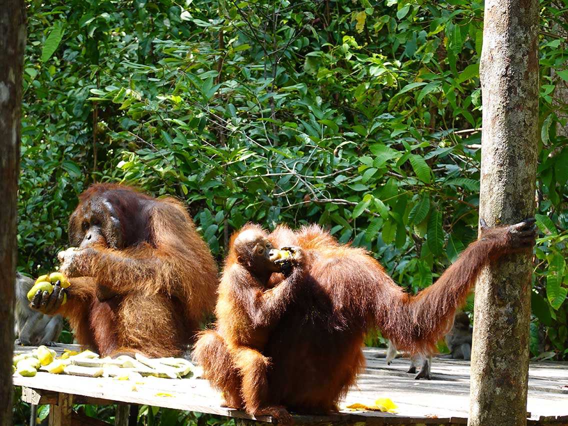 Los orangutanes en libertad en el campamento