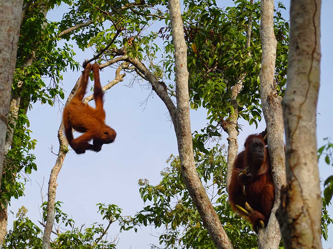 Viendo los orangutanes en los campamentos