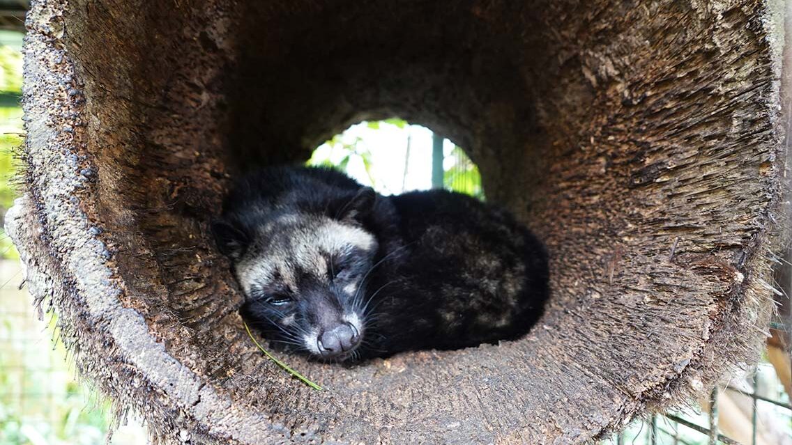 El café Luwak proviene del animal civeta