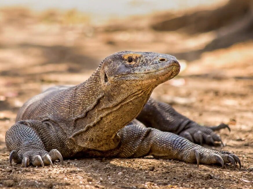 Isla de Komodo