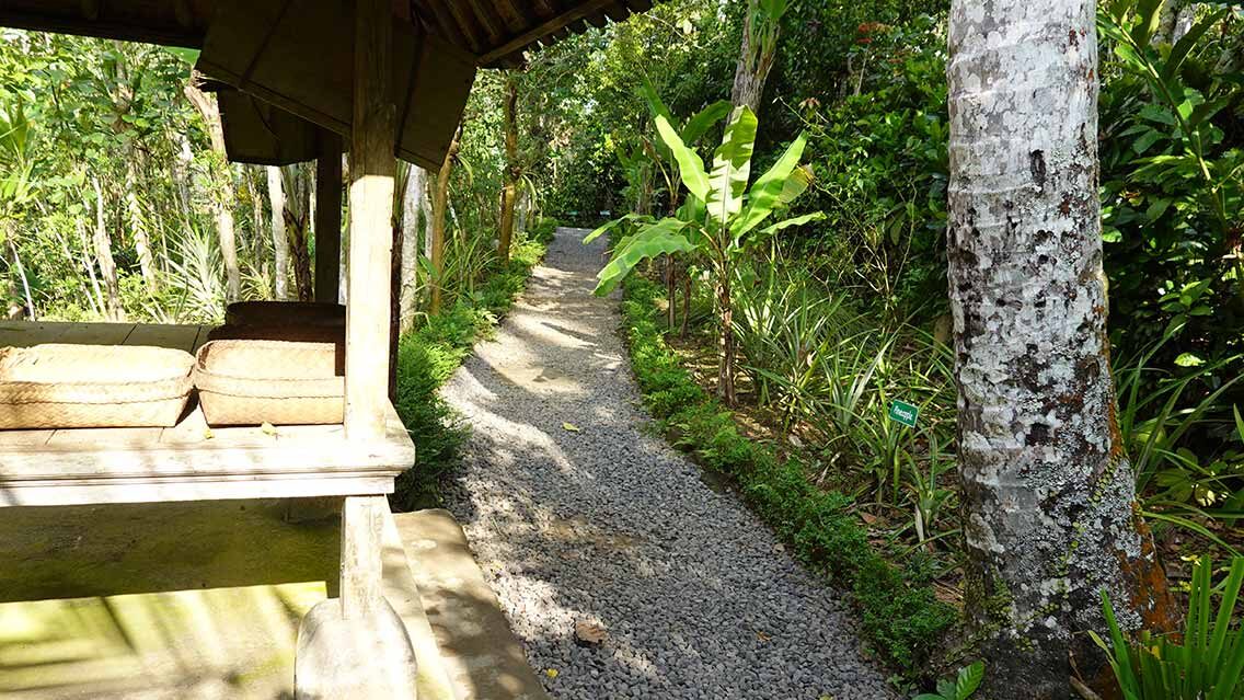 Luwak Café