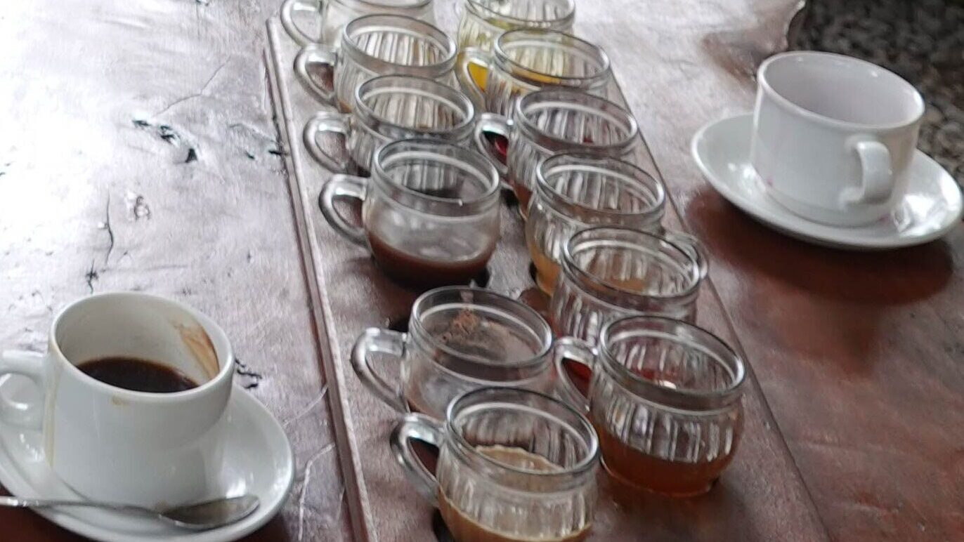 Café Luwak, el más caro del mundo