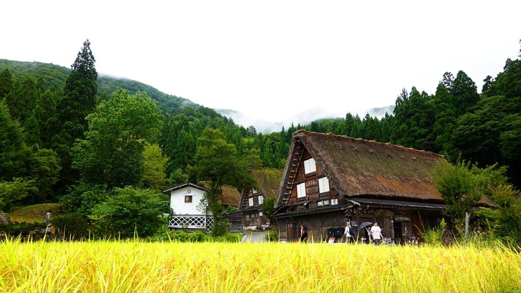 Campo con plantas amarillas otoñales con casas y montañas de fondo en Shirakawa-go