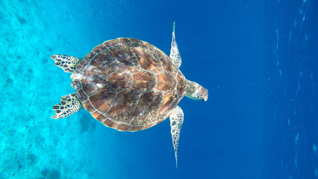 Que-islas-ver-en-gili_