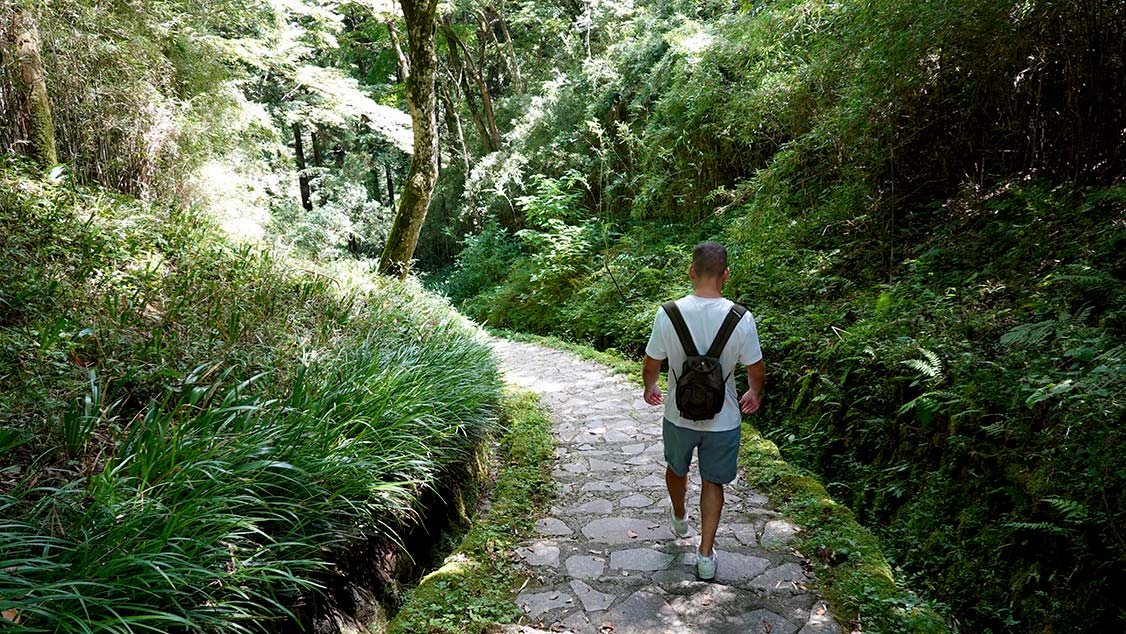 qué ver en hakone y en monte fuji. Camino de bosque en el palacio de Hakone