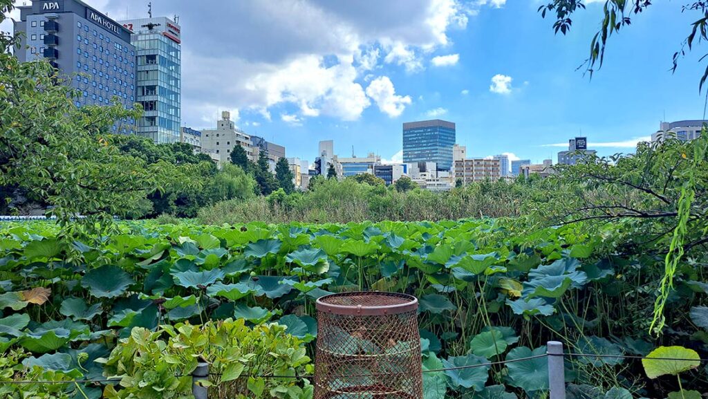 Vista panorámica del Estanque Shinobazu cubierto de flores de loto en verano con el skyline de rascacielos de Tokio al fondo.