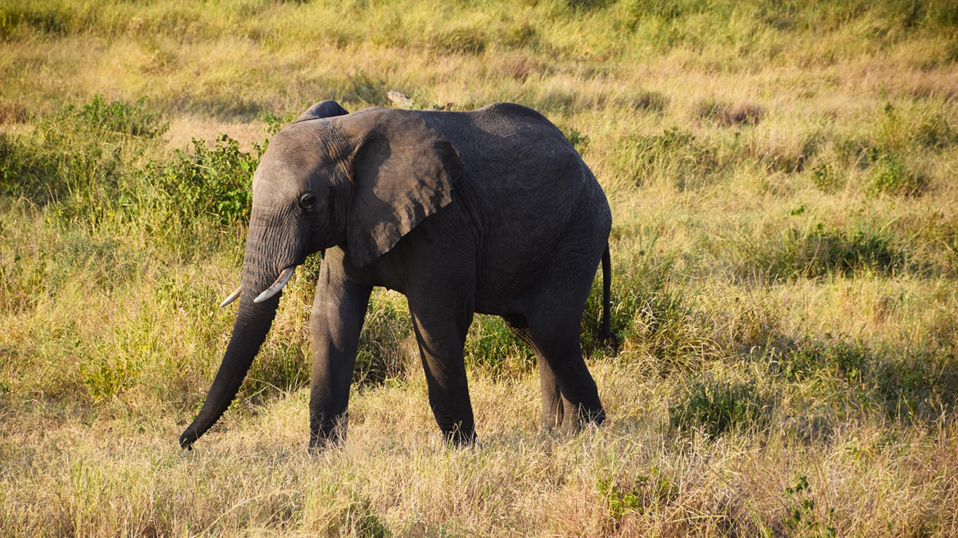 Africa_