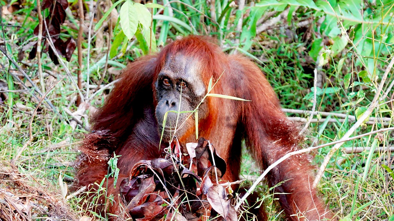 Borneo_