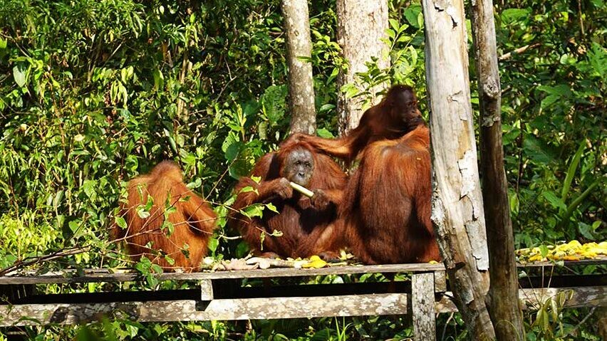 Ver orangutanes en Borneo