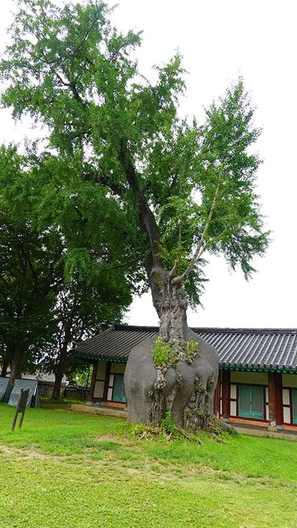 Árbol centenario del interior de la Escuela Confucianismo Jeonju Hyanggyo.