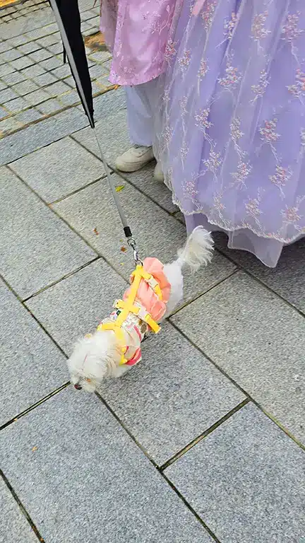 Perro con el traje Hanbok