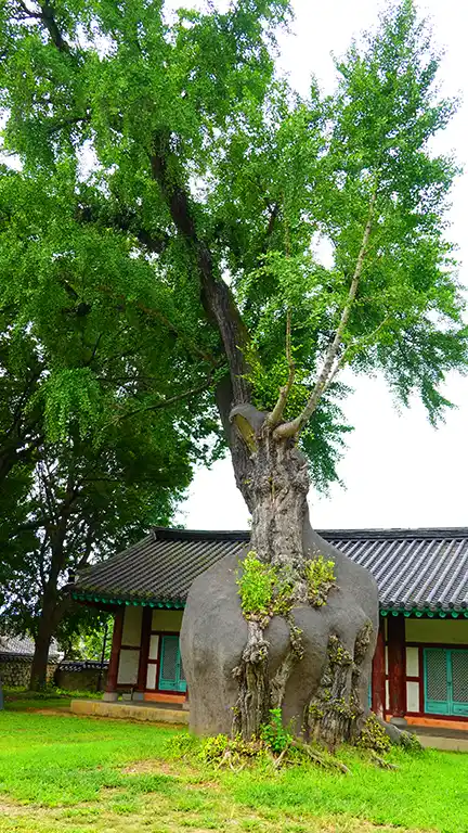 Árboles de la escuela