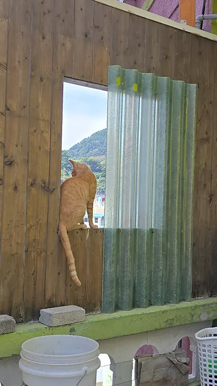 Un gatito asomado en una ventana mirando hacia la aldea