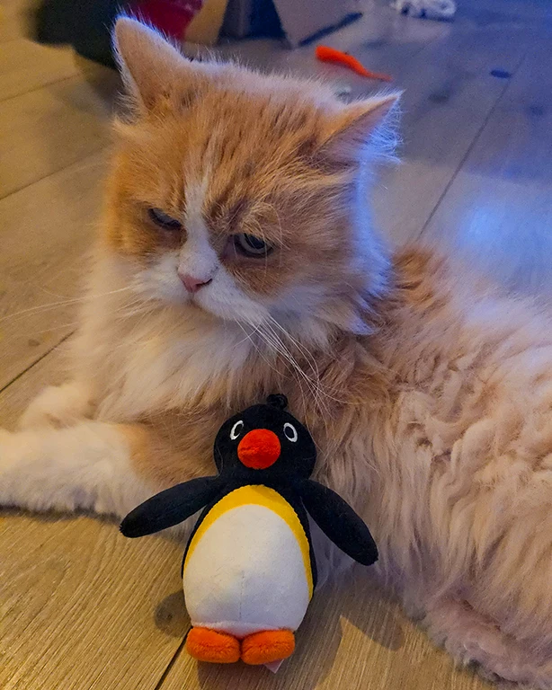 Nuestro gato con el regalo que le hemos traído de Corea del Sur, un juguete de Pingu