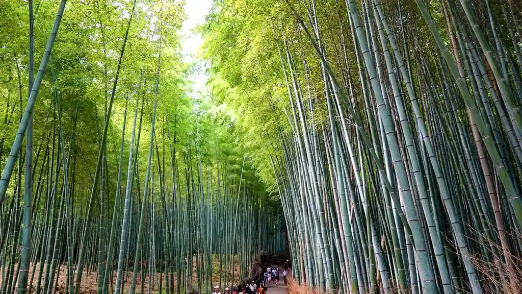 Camino lleno de bambú en el Bosque Arashiyama en Kioto.