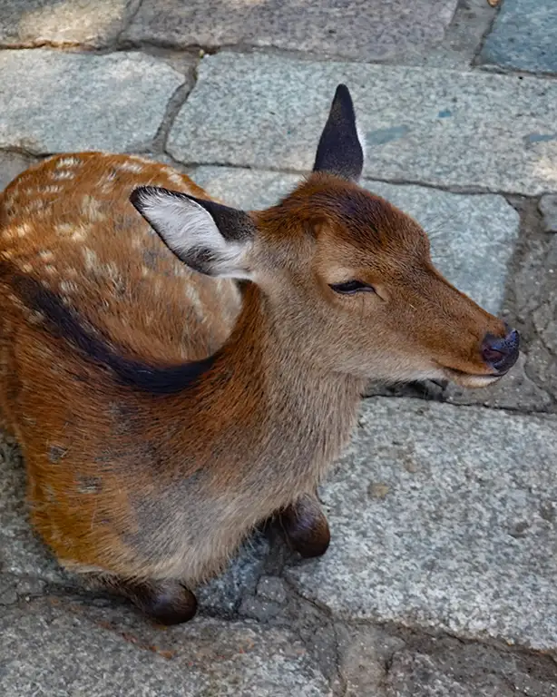 Cierva hembra sin cuernos en Nara.