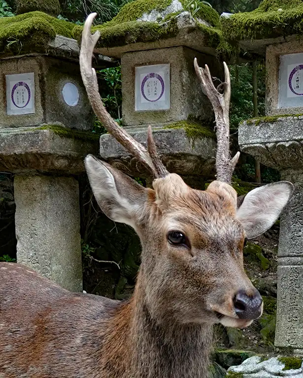 Ciervo macho con cuernos en el parque.