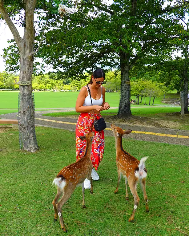 Noelia dando de comer a un ciervo en el Parque de Nara.