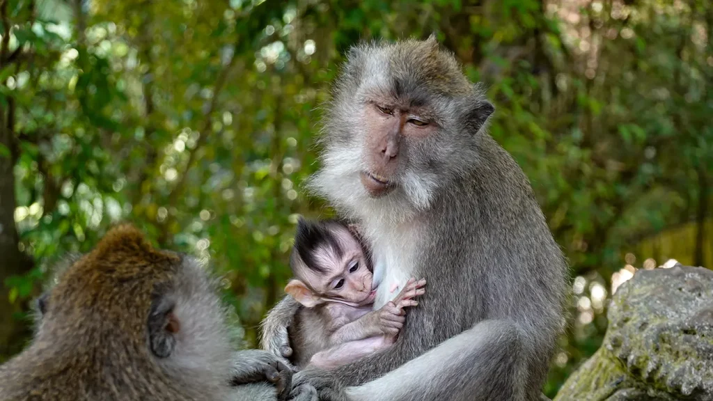 Mono con su cría en el Bosque de los Monos de Ubud.
