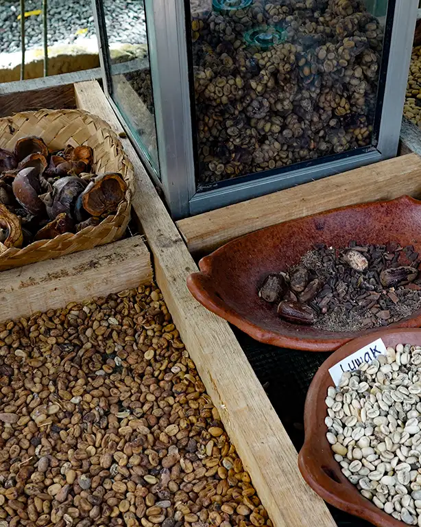Proceso de elaboración del café Kopi Luwak en Indonesia.