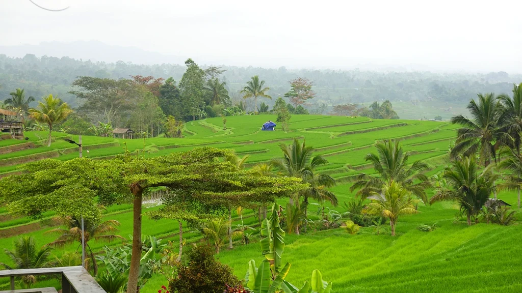 Paisaje de arrozales tradicionales en Bali alejados de las rutas masificadas.