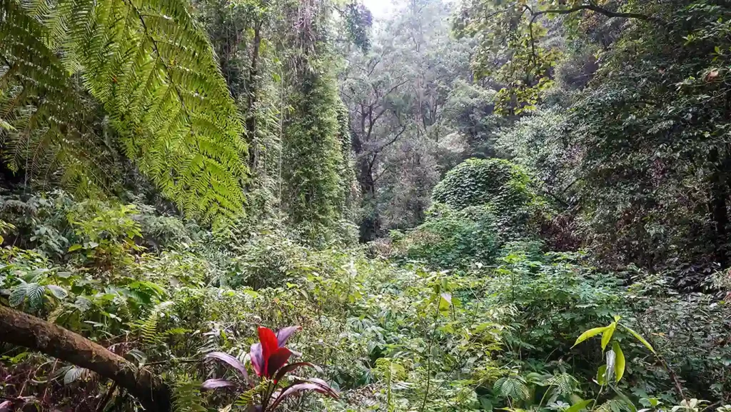 Paisaje de bosque tropical y vegetación frondosa en la montaña del norte de Bali.